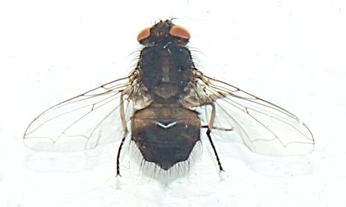 Pollenia sp.